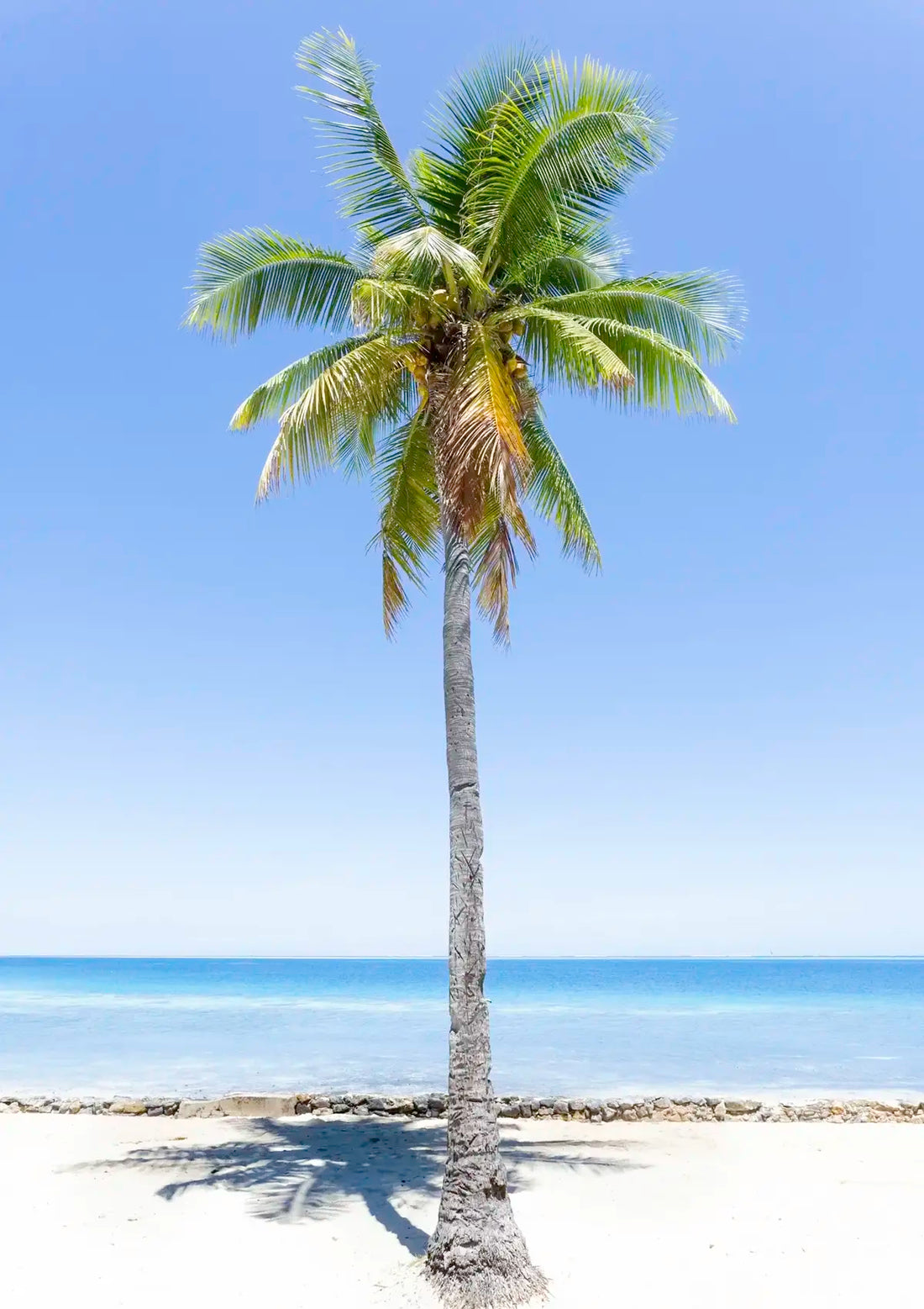 Palm tree on a beach with clear blue sky and ocean