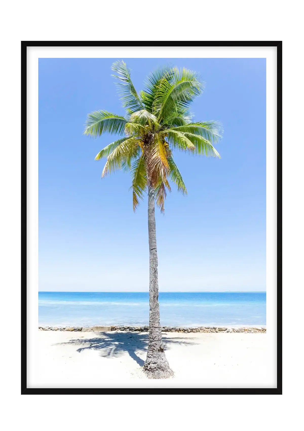 Fiji Lone Palm