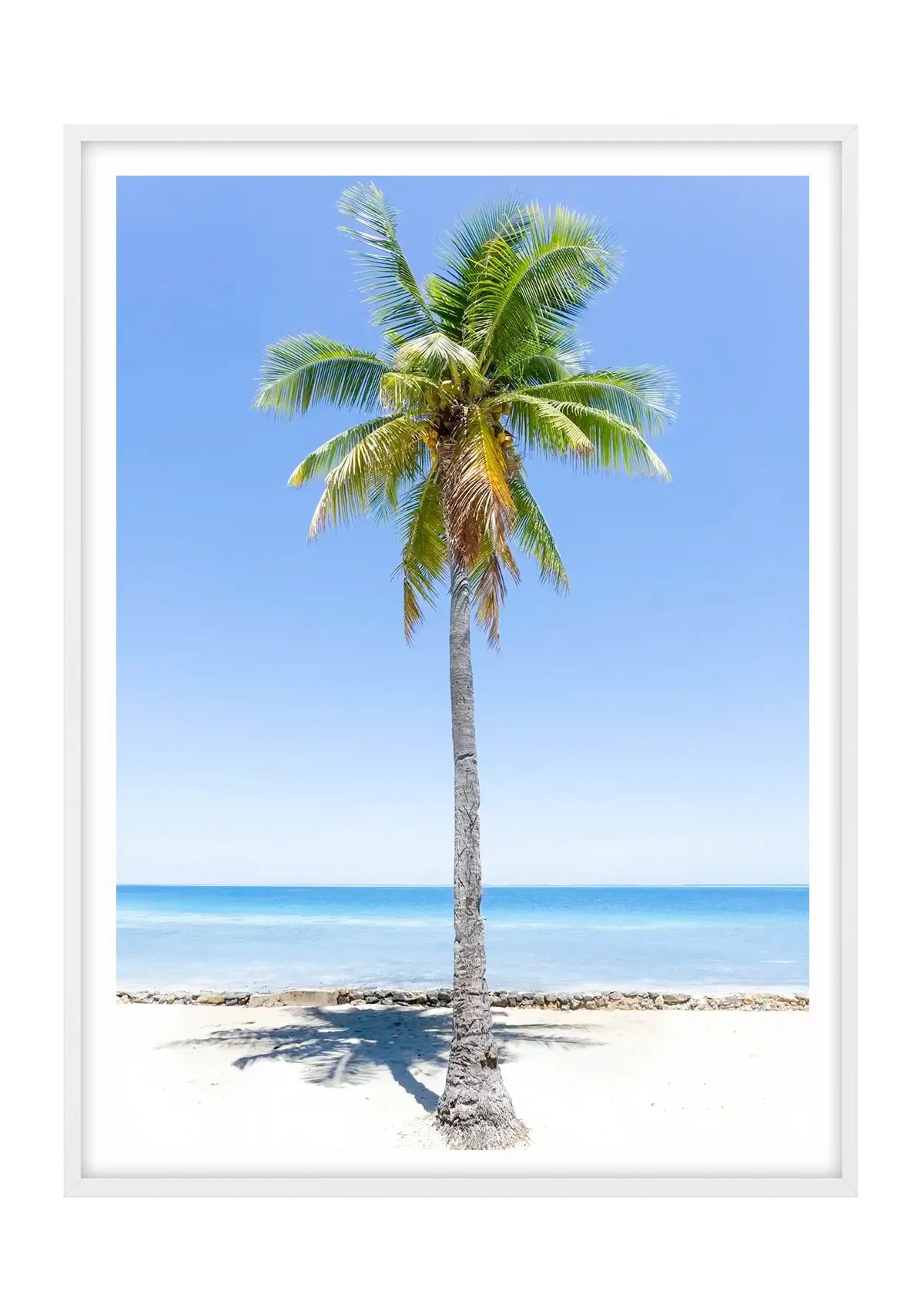 Fiji Lone Palm