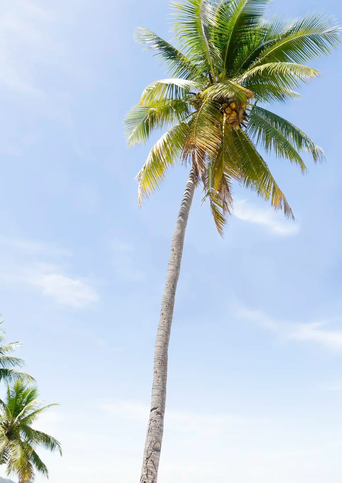 Tall palm tree against a clear blue sky