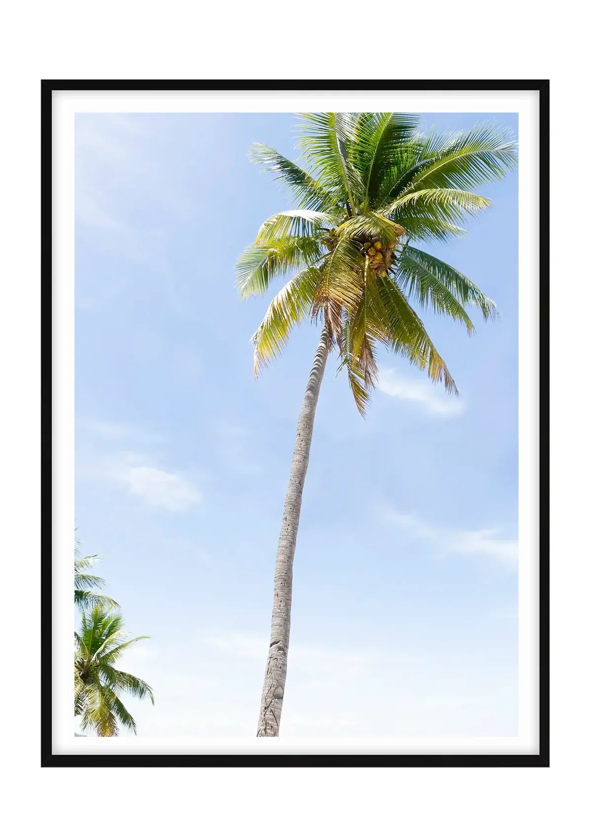 Fiji Palms