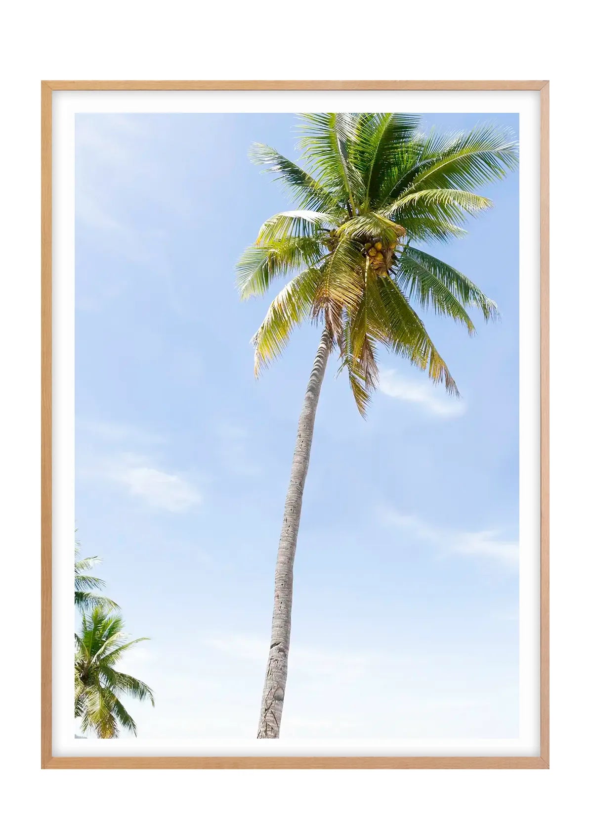 Fiji Palms
