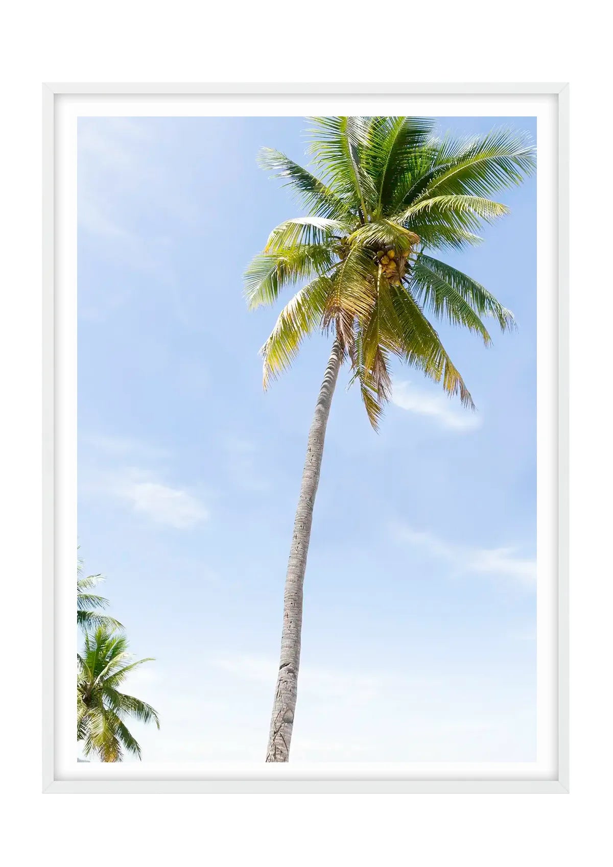 Fiji Palms