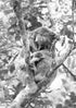 Black and white image of a koala in a tree