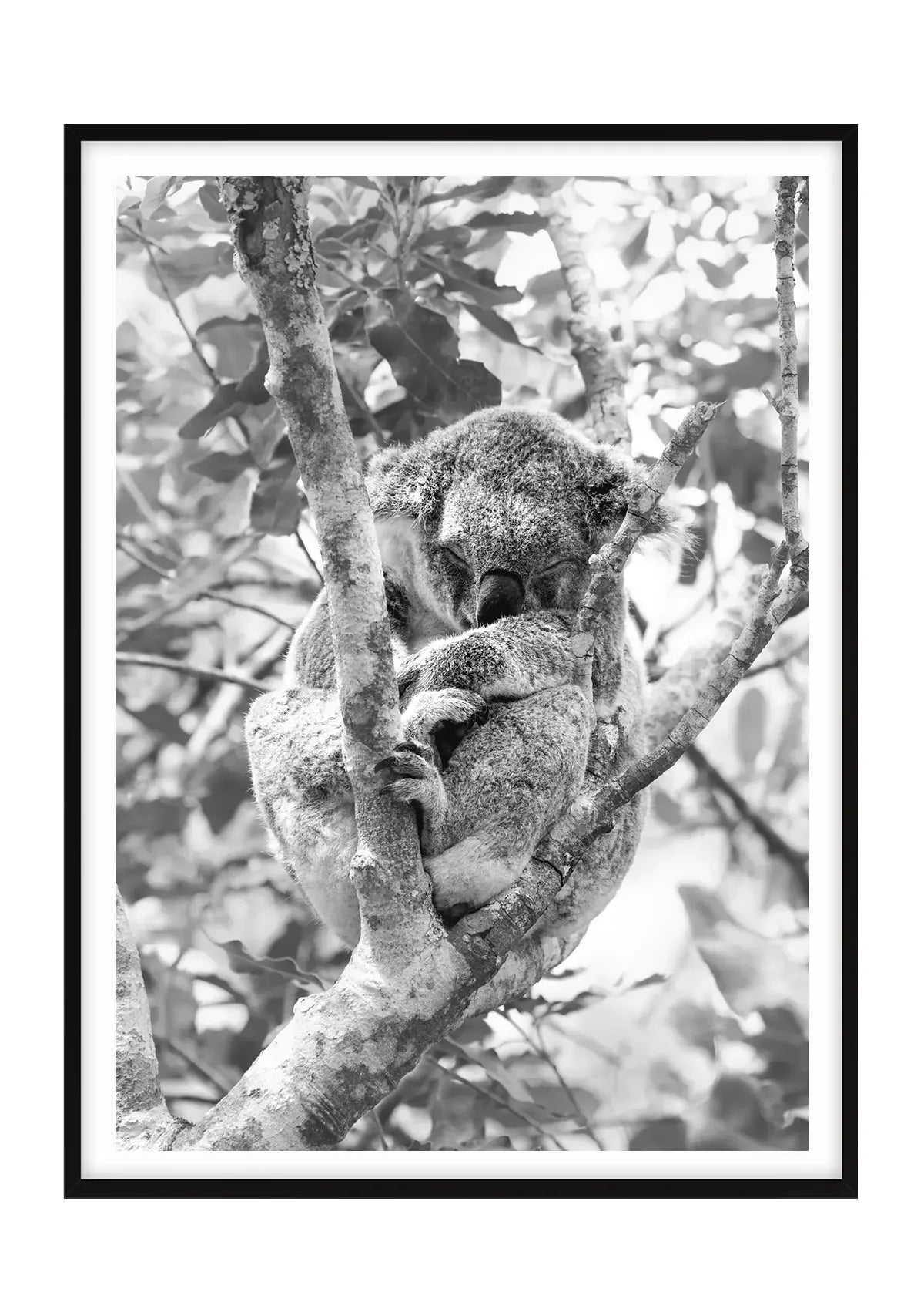 Highland Slumber, Black and White