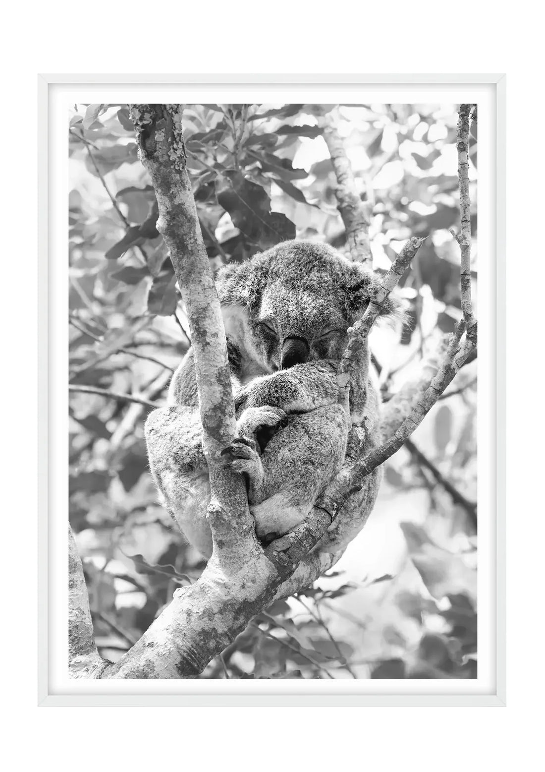 Highland Slumber, Black and White