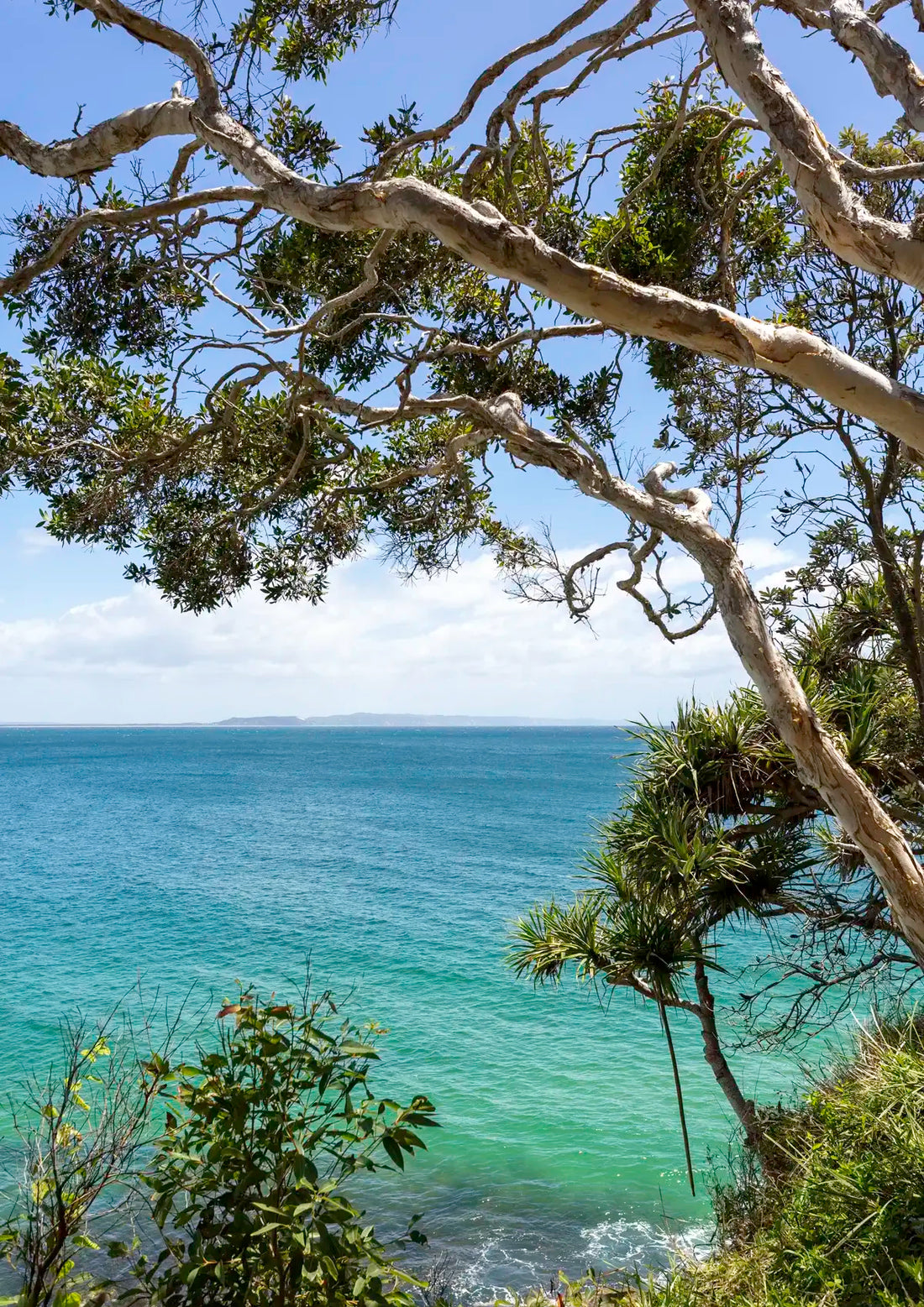 Tree branches overhanging a view of the ocean with a clear sky.