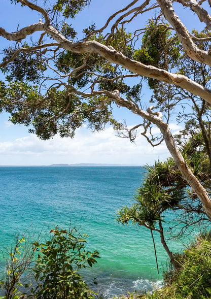Tree branches overhanging a view of the ocean with a clear sky.