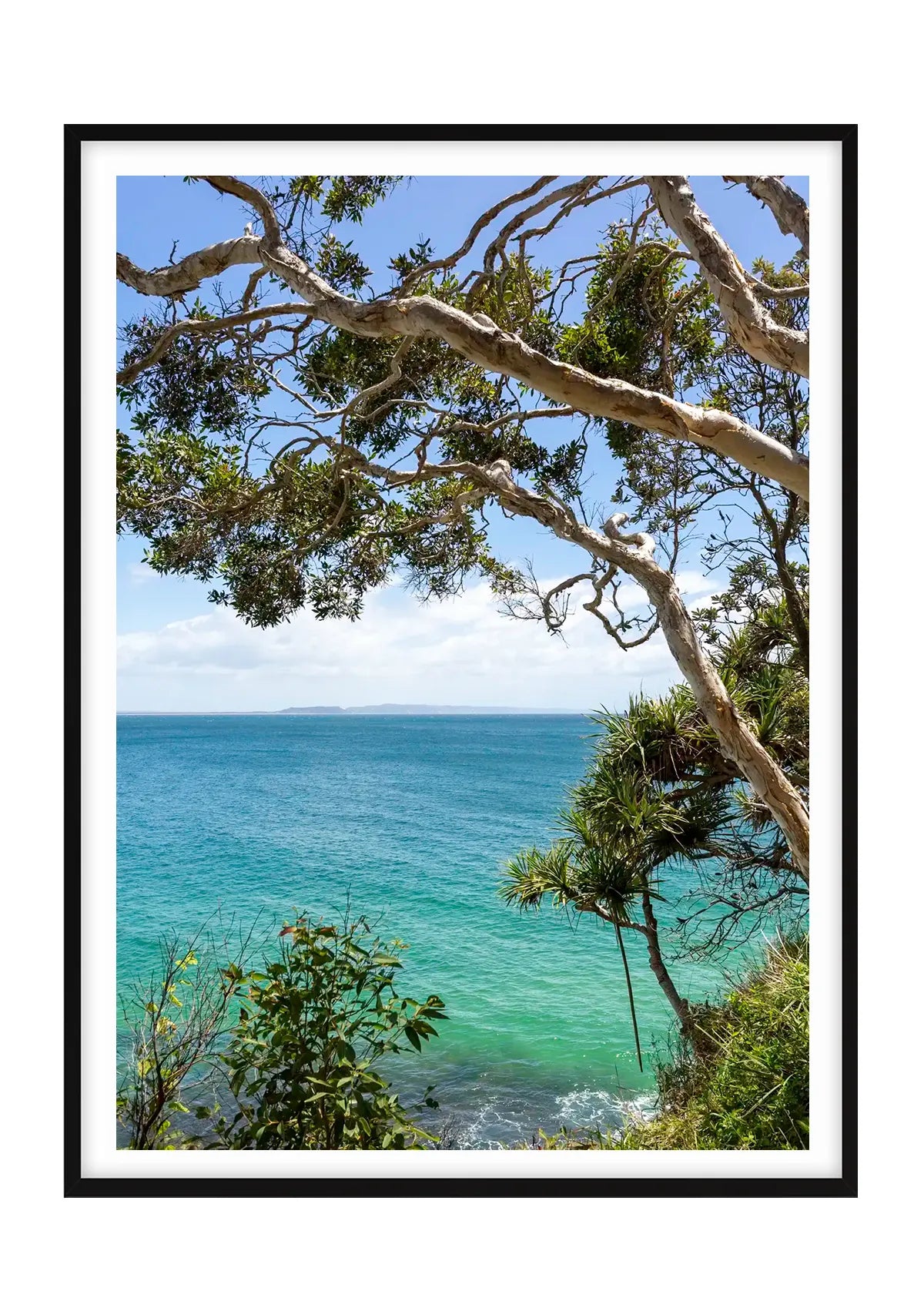 Noosa Gums and Pandanus Palms