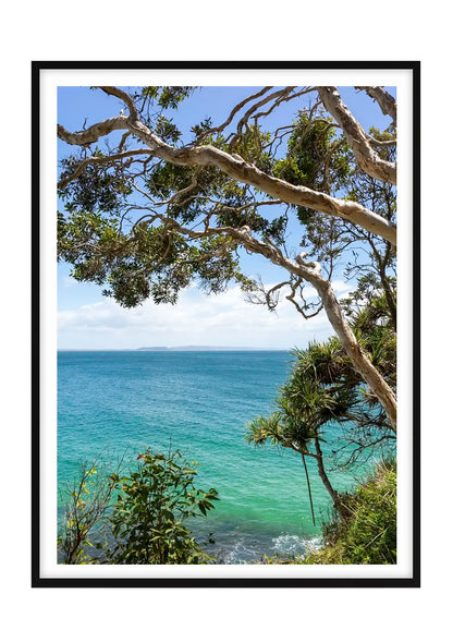 Noosa Gums and Pandanus Palms