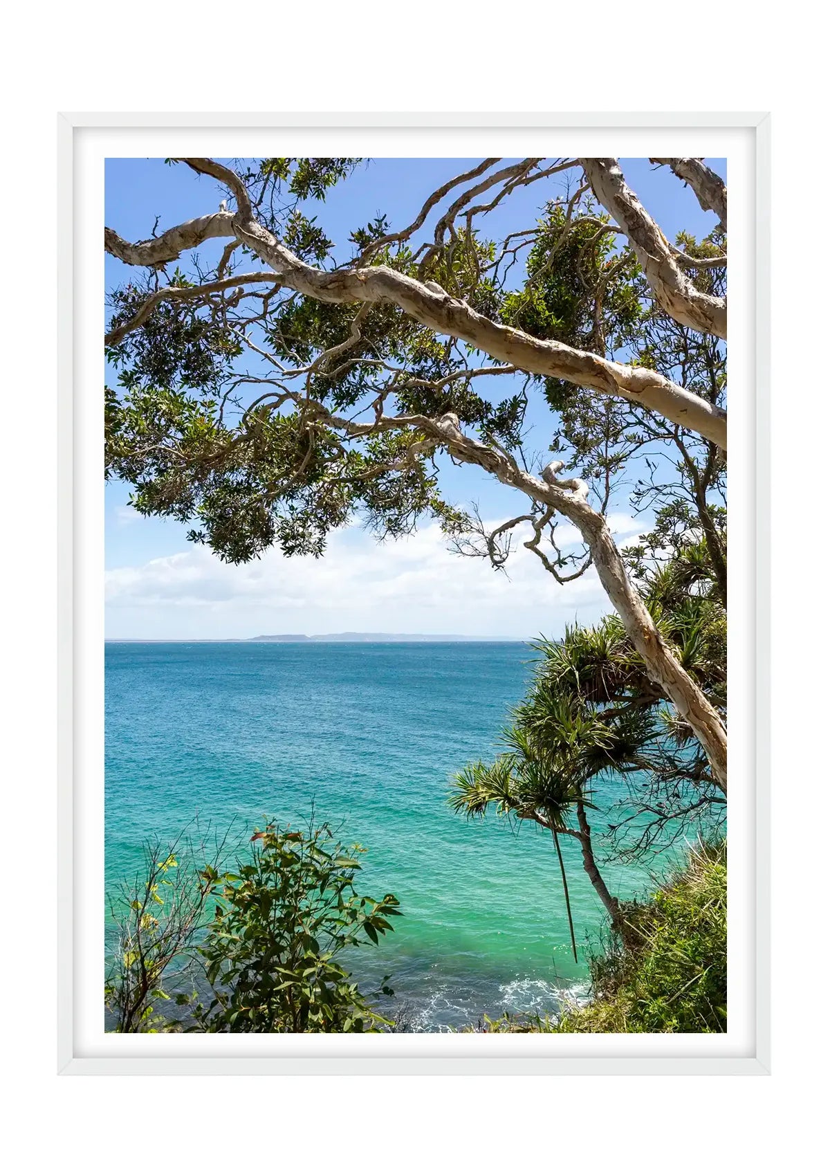 Noosa Gums and Pandanus Palms