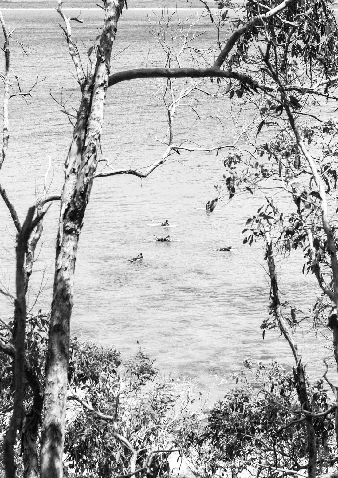 Black and white scene of ducks on a lake with trees in the foreground