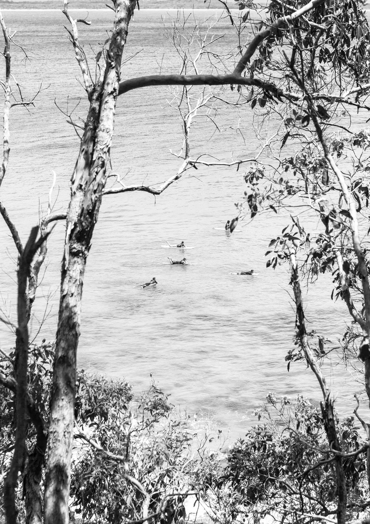 Black and white scene of ducks on a lake with trees in the foreground