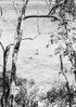 Black and white scene of ducks on a lake with trees in the foreground