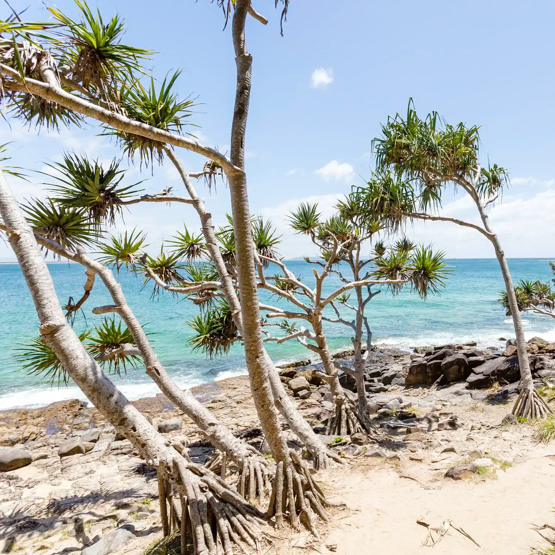 Tropical beach with pandanus trees and clear blue sky