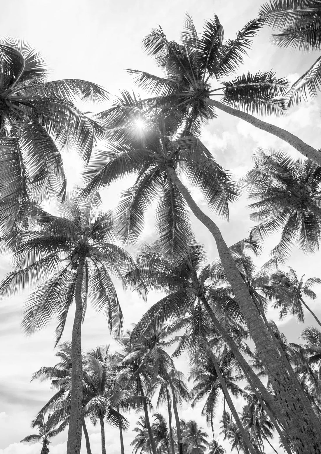 Black and white photo of palm trees against a cloudy sky
