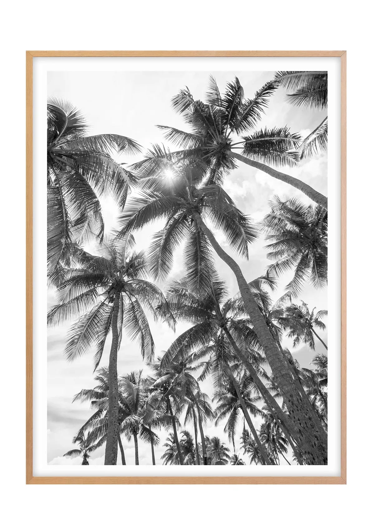 Palm Perspective - Black and White