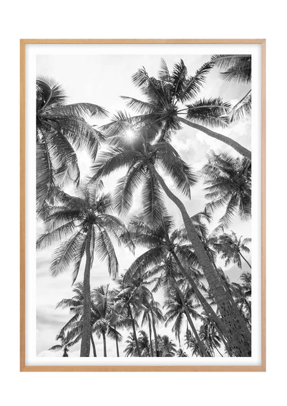 Palm Perspective - Black and White