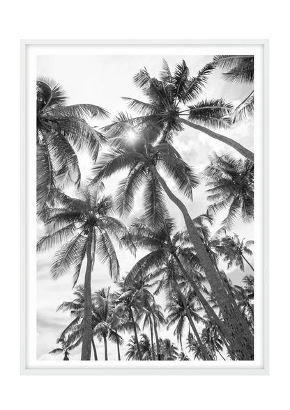Palm Perspective - Black and White