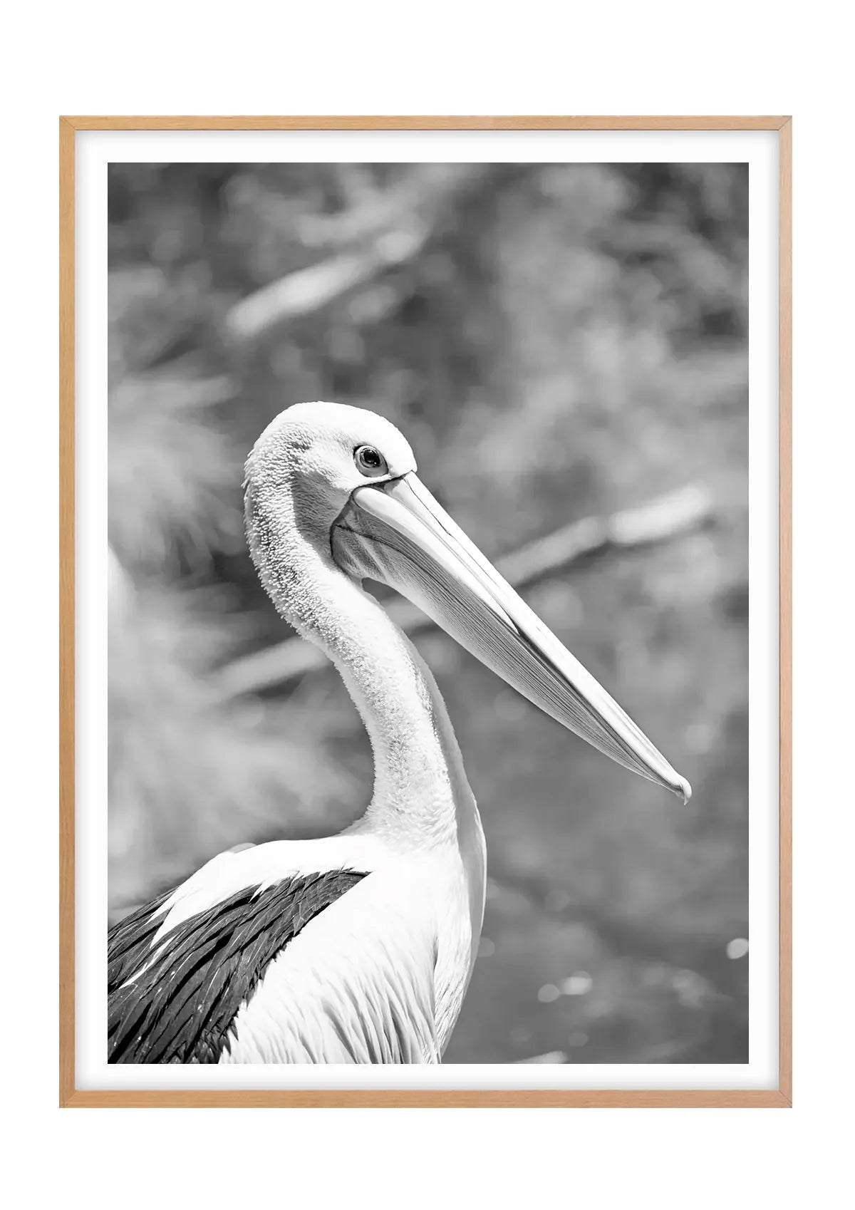 Pelican Poise, Noosa