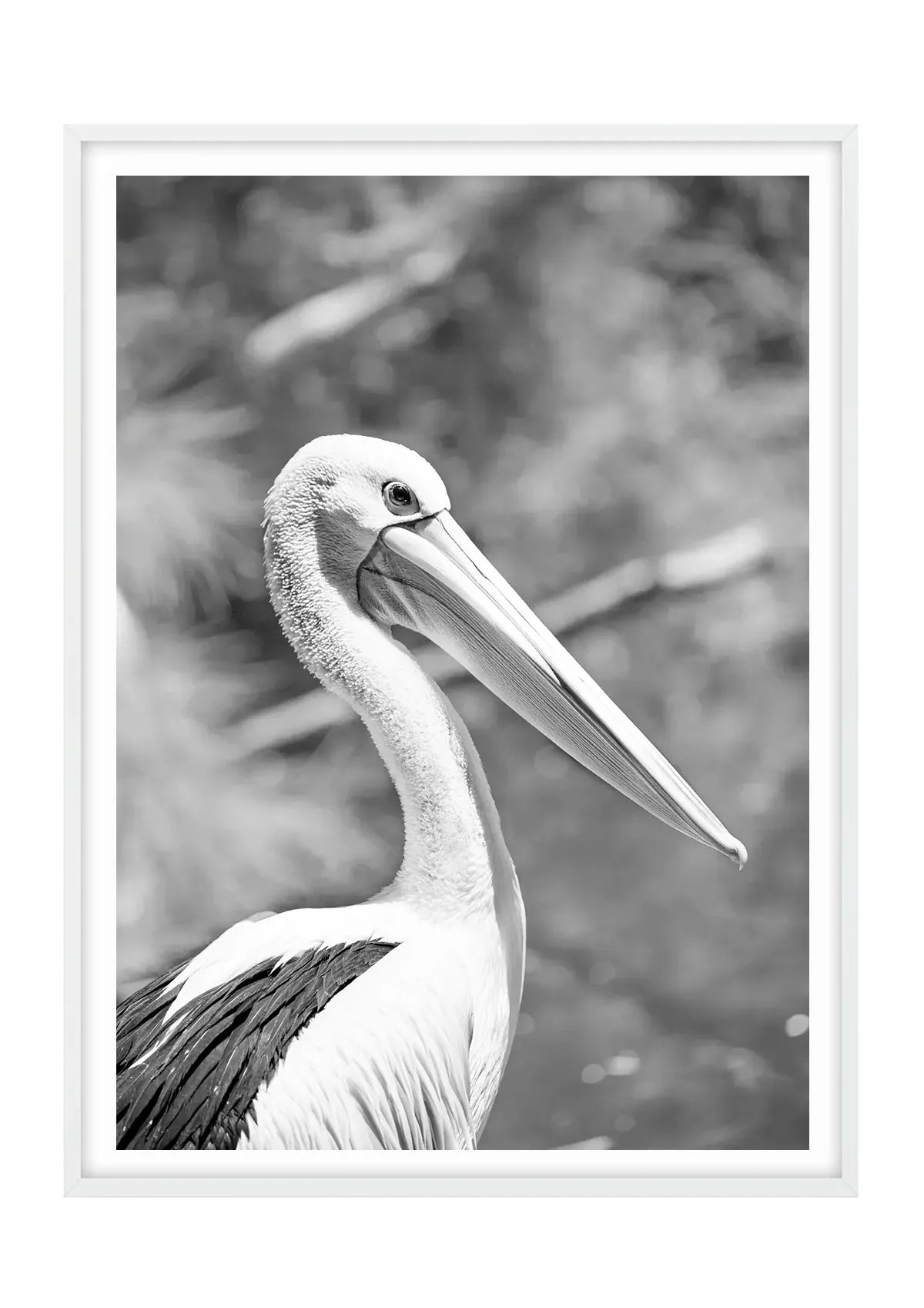 Pelican Poise, Noosa