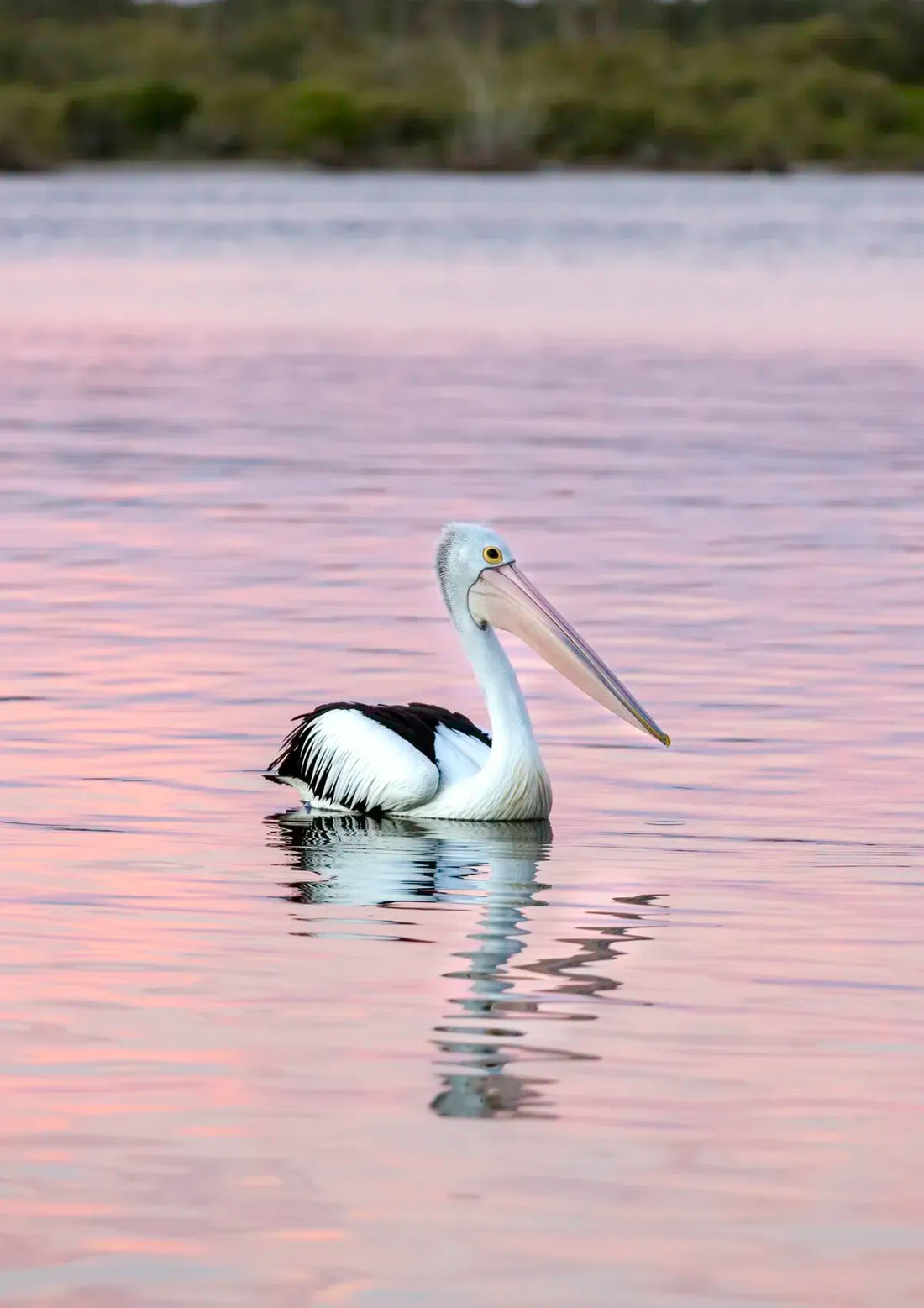Pelican swimming in a body of water with a blurred natural background