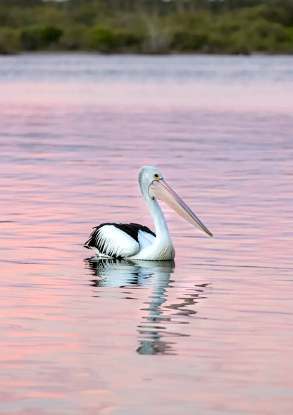 Pelican swimming in a body of water with a blurred natural background