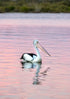 Pelican swimming in a body of water with a blurred natural background