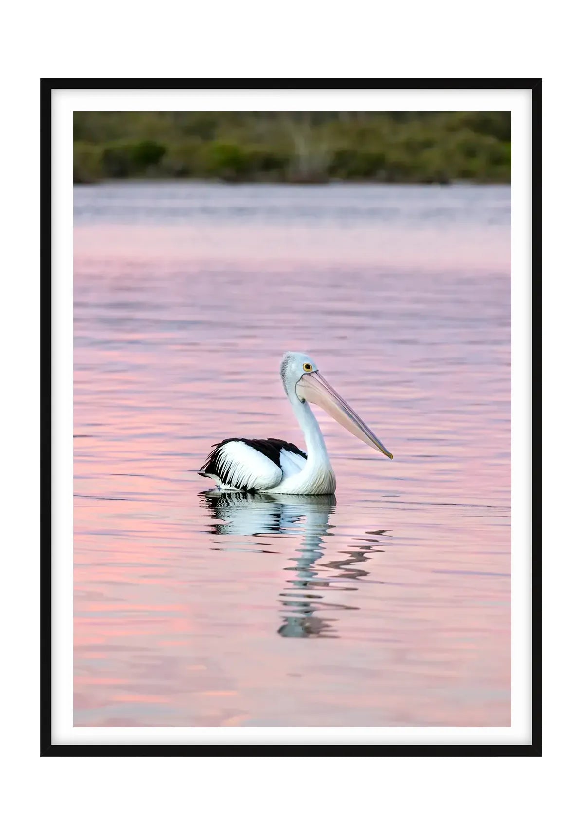 Perfectly Posed Pelican, Noosa