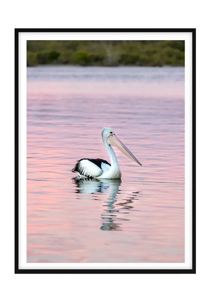 Perfectly Posed Pelican, Noosa