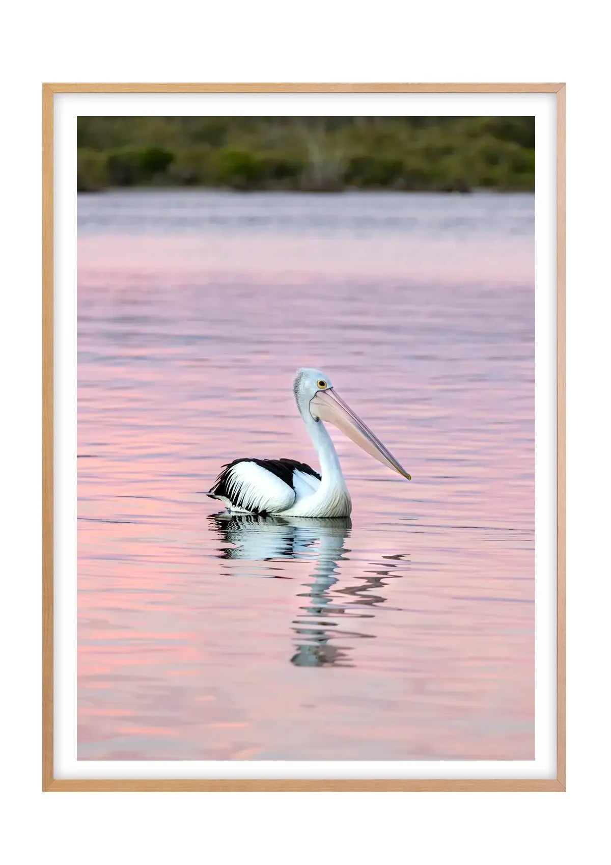 Perfectly Posed Pelican, Noosa