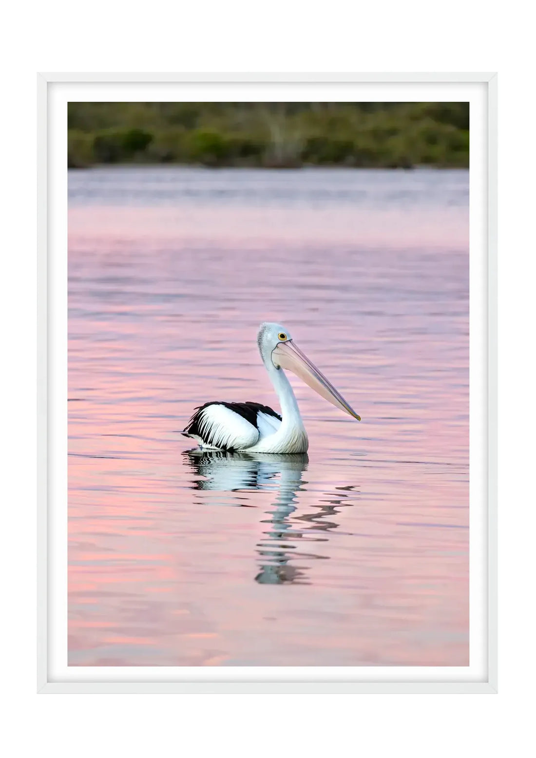 Perfectly Posed Pelican, Noosa