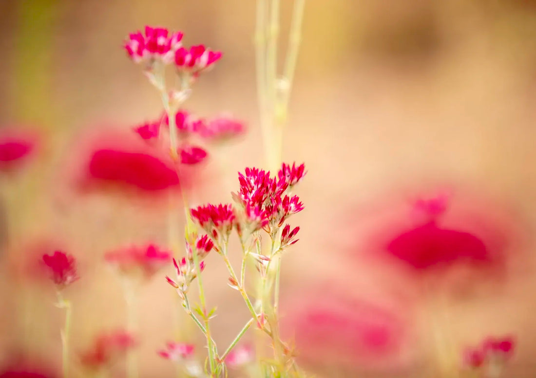 Close-up of pink flowers with a blurred background