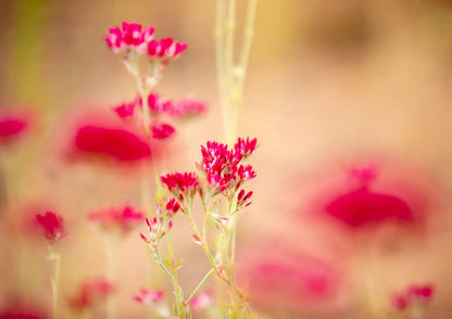Close-up of pink flowers with a blurred background