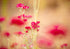 Close-up of pink flowers with a blurred background