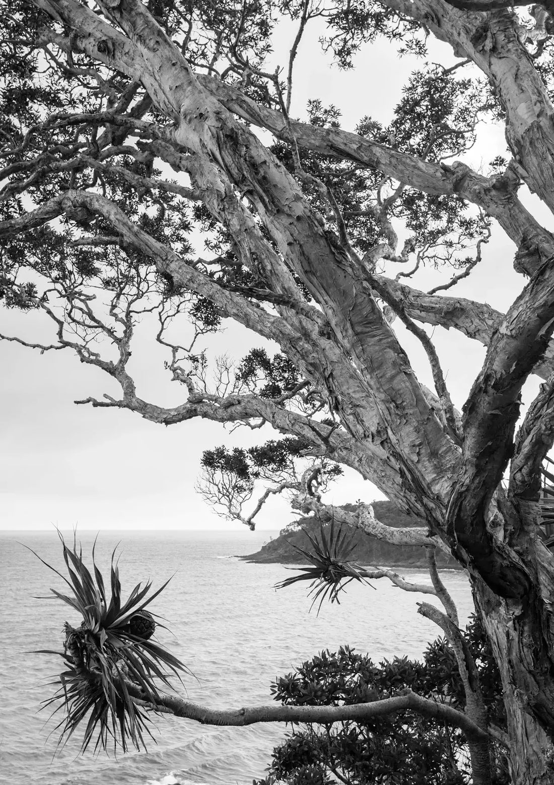 Large tree with a coastal background