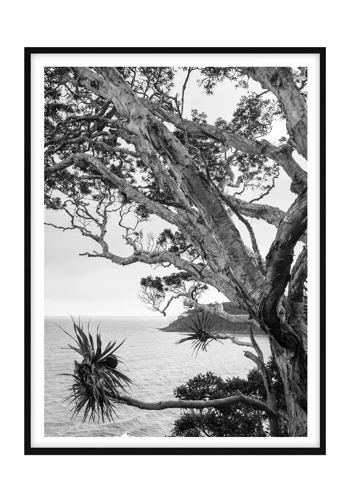 Tea Tree Bay Textures - Black and White