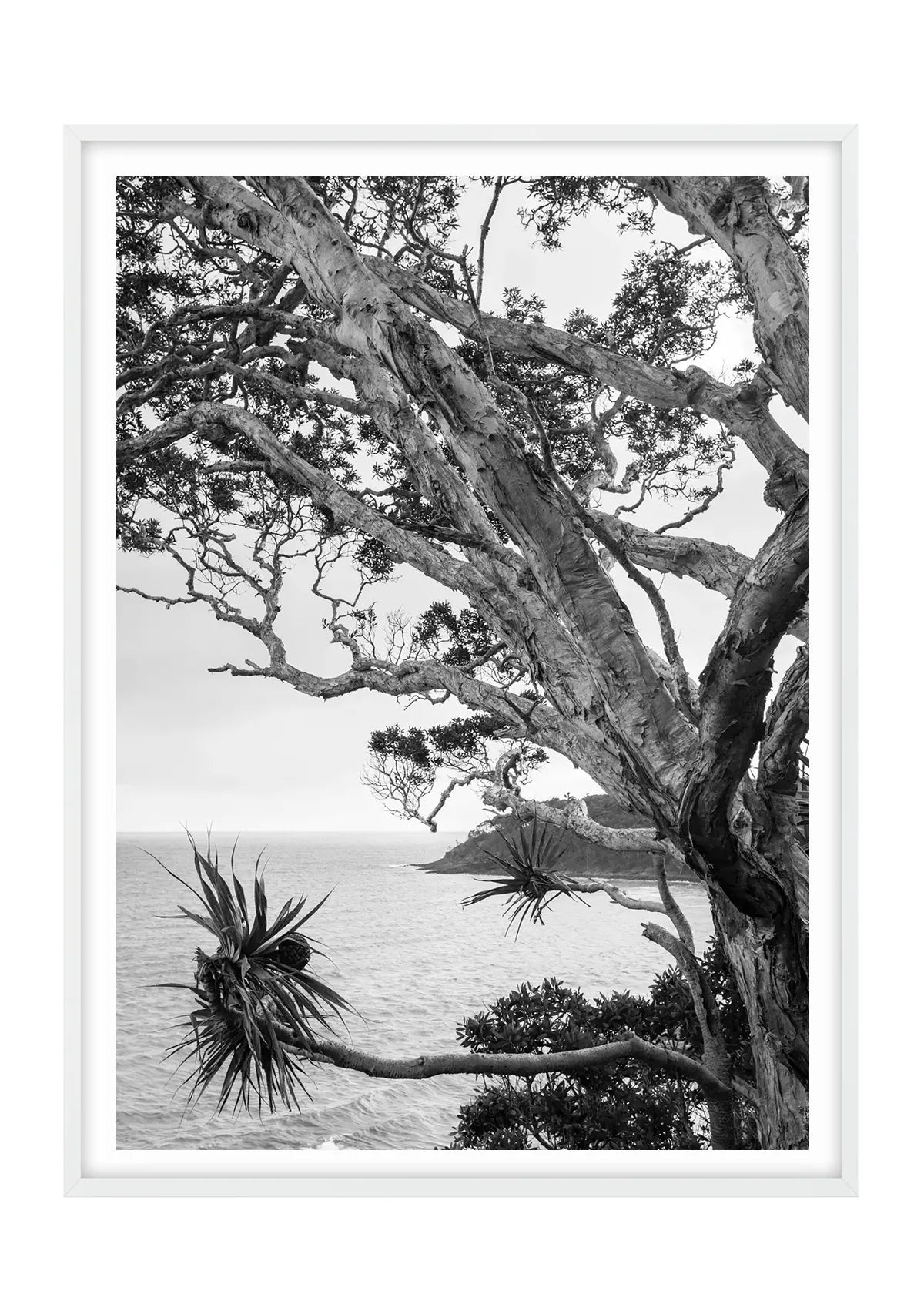 Tea Tree Bay Textures - Black and White