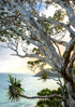 Large tree with twisted branches overhanging a body of water with a mountain in the background.