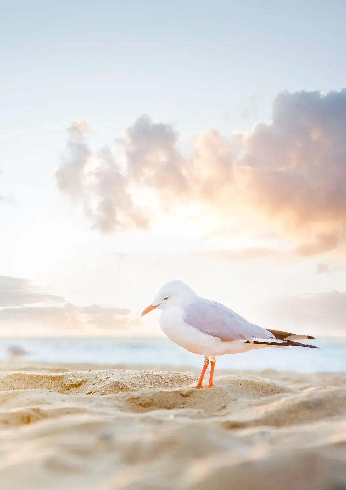 Seagull on a sandy beach with a blurred background
