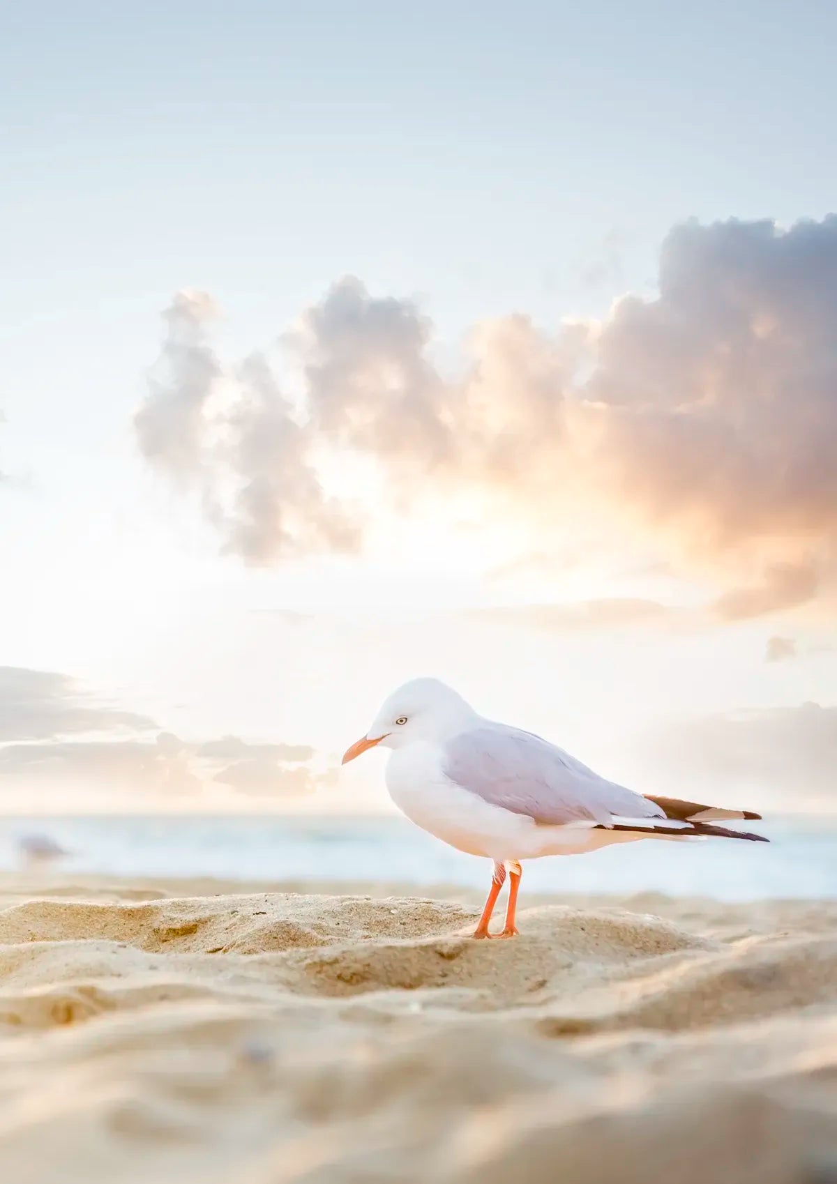 Seagull on a sandy beach with a blurred background