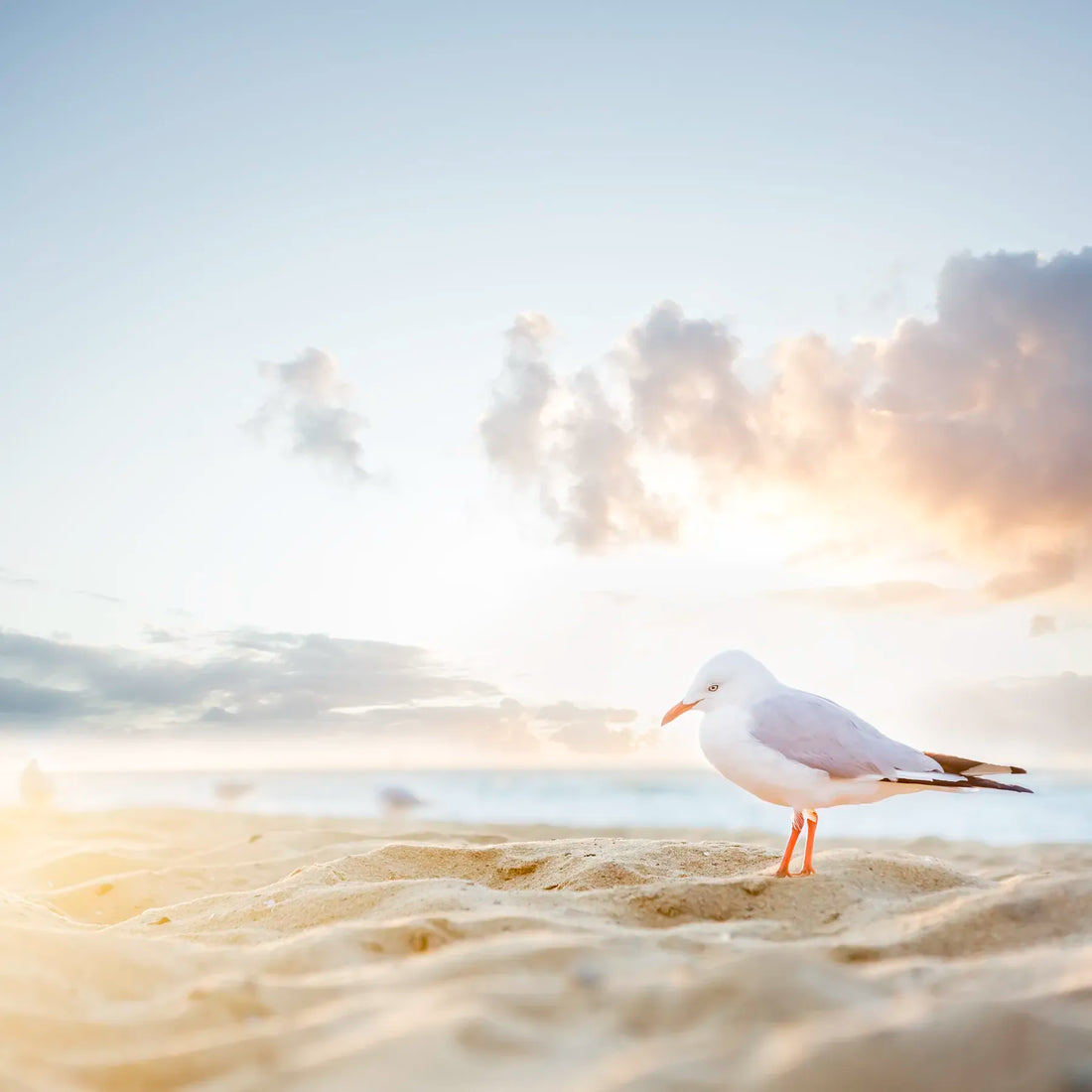 Seagull on a sandy beach with a sunset sky