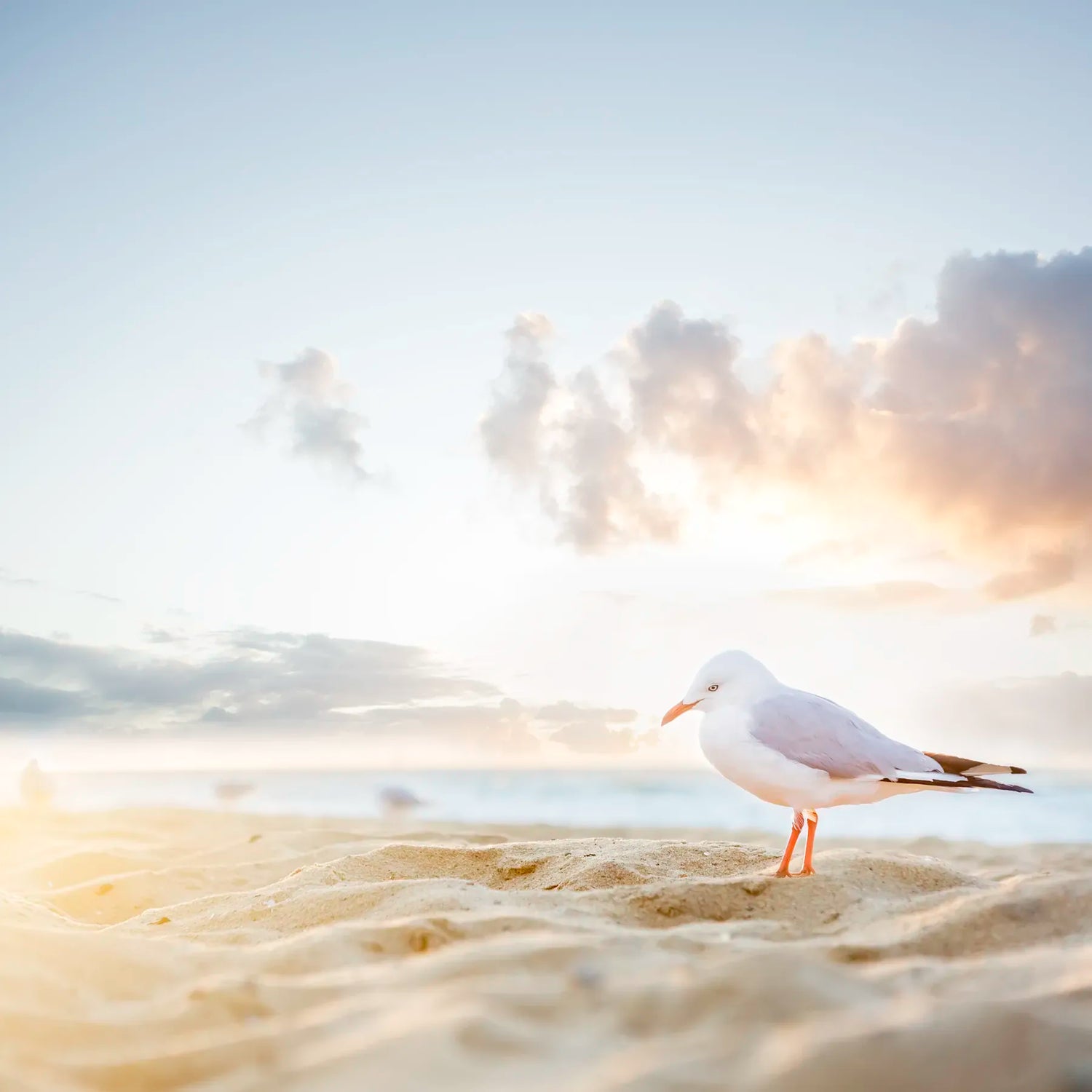 Seagull on a sandy beach with a sunset sky