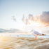 Seagull on a sandy beach with a sunset sky