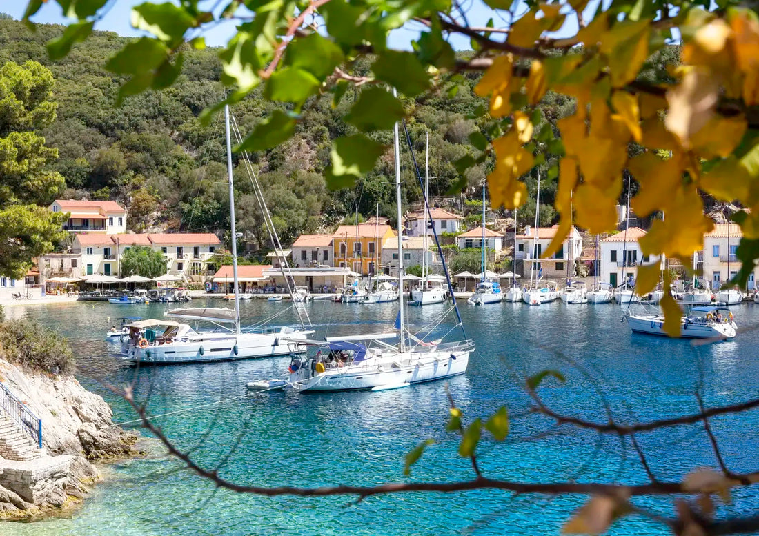 Harbor scene with sailboats and buildings, framed by tree branches.