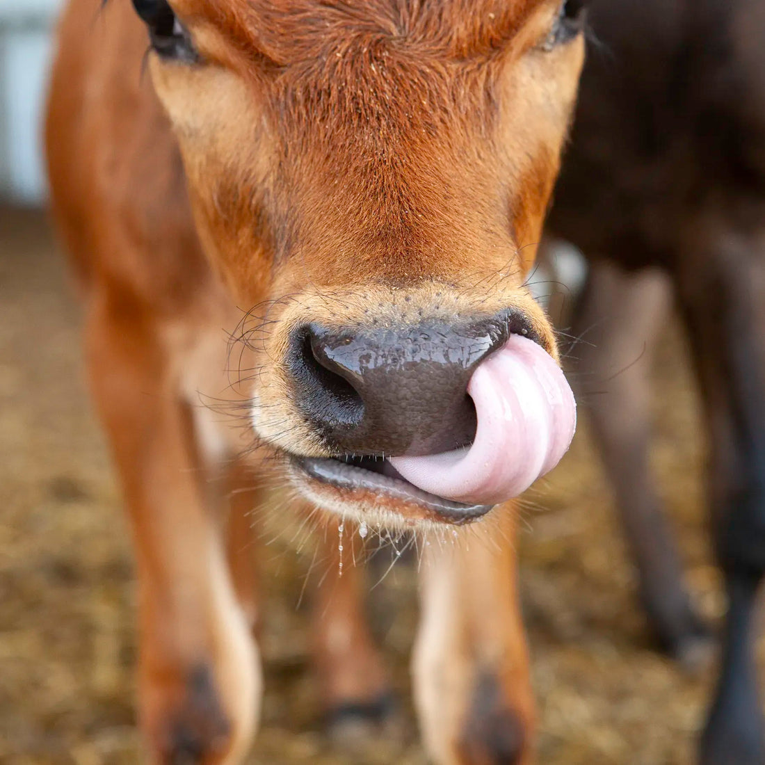 Close-up of a brown cow licking its nose with a blurred background