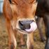 Close-up of a brown cow licking its nose with a blurred background